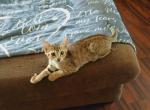 Kentucky - Bengal Kitten For Sale - Middleport, NY, US