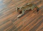 Theo - Bengal Kitten For Sale - Middleport, NY, US