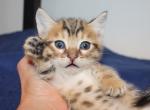 Lincoln - Munchkin Kitten For Sale - Valparaiso, IN, US