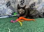 Tigger - Munchkin Kitten For Sale - San Diego, CA, US