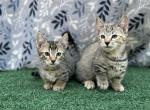 Siracha - Munchkin Kitten For Sale - 