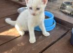 Snowball - Khao Manee Kitten For Sale - San Diego, CA, US