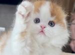 Prettyfold Flame - Scottish Fold Kitten For Sale - 