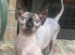 Bambi - Bambino Cat For Sale/Retired Breeding - Mobile, AL, US