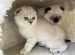 Gogo and Mochi - Scottish Fold Kitten For Sale - Kintnersville, PA, US