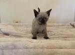 Georgie - Siamese Kitten For Sale - 