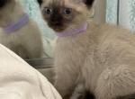 Lulu - Siamese Kitten For Sale - McLean, VA, US