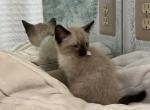 Sassy - Siamese Kitten For Sale - 