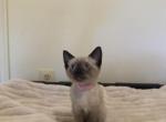 Luna - Siamese Kitten For Sale - Morristown, NJ, US