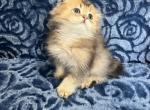 Milo - Scottish Fold Kitten For Sale - 