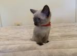 Chloe - Domestic Kitten For Sale - Morristown, NJ, US