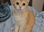 Snow - Scottish Fold Kitten For Sale - 