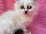 Roxy - Balinese Kitten For Sale - Silver Lake, IN, US