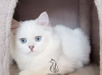 Bella - Scottish Straight Kitten For Sale - 