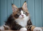 Jam - Maine Coon Kitten For Sale - Miami, FL, US