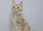 Angelina - Maine Coon Kitten For Sale - NY, US