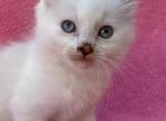 Peace - Balinese Kitten For Sale - Silver Lake, IN, US