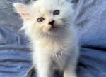 King - Balinese Kitten For Sale - Silver Lake, IN, US