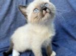 Uno - Balinese Kitten For Sale - 