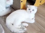 Baron - Scottish Fold Kitten For Sale - GA, US