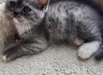 British Shorthair mix - British Shorthair Kitten For Sale - Gurnee, IL, US