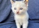 Flicker - Balinese Kitten For Sale - Silver Lake, IN, US