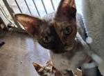 Apple - Devon Rex Kitten For Sale - 