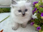 Diana READY OCTOBER 2 - Ragdoll Kitten For Sale - 