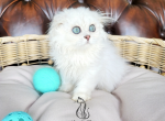 Michaell - Scottish Fold Kitten For Sale - GA, US