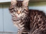 Chester - Maine Coon Kitten For Sale - New Park, PA, US