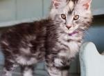 Misty - Maine Coon Kitten For Sale - New Park, PA, US