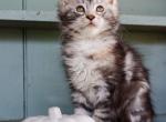 Zoe - Maine Coon Kitten For Sale - New Park, PA, US