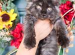 Pepper - Maine Coon Kitten For Sale - 