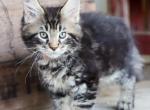 Jax - Maine Coon Kitten For Sale - New Park, PA, US