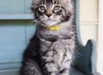 Rocky - Maine Coon Kitten For Sale - 