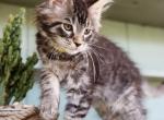 Rocky - Maine Coon Kitten For Sale - New Park, PA, US