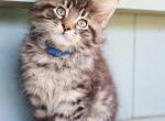 Oliver - Maine Coon Kitten For Sale - New Park, PA, US