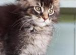 Leo - Maine Coon Kitten For Sale - New Park, PA, US