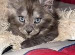 Everest - Maine Coon Kitten For Sale - Paron, AR, US