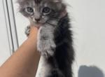 Asia - Maine Coon Kitten For Sale - 