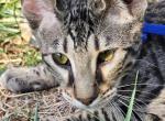 Savannah - Savannah Kitten For Sale - Liberty, WV, US