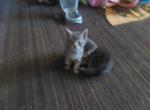 Baby Doll - American Shorthair Kitten For Adoption - 