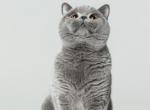 Largo von Shmidt - British Shorthair Cat For Sale/Service - Mesa, AZ, US