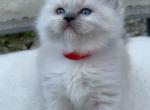 Dolly READY OCTOBER 2 - Ragdoll Kitten For Sale - 