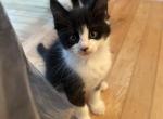 Tux three - Maine Coon Kitten For Sale - 