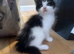 Tux two - Maine Coon Kitten For Sale - 