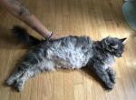 Litter one and litter two - Maine Coon Kitten For Sale - South Windsor, CT, US