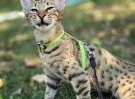 Savannah female - Savannah Kitten For Sale - 