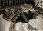 Sunday and Monday - Maine Coon Kitten For Sale - 