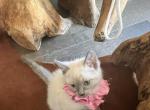 Lilac point Siamese kittens - Siamese Kitten For Sale - Plainfield, IL, US